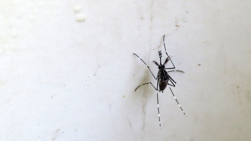 Spread of Chikungunya within France: Struggles in Maintaining Cleanliness and Disease-Free...